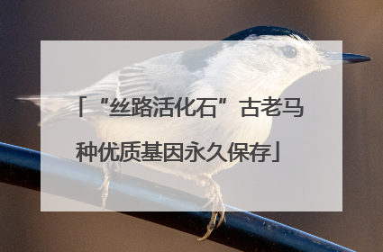“丝路活化石”古老马种优质基因永久保存