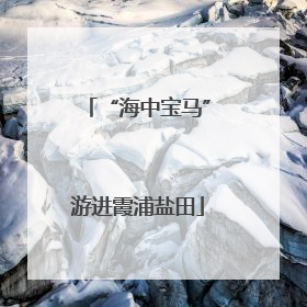 “海中宝马”游进霞浦盐田