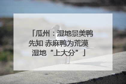 瓜州：湿地景美鸭先知 赤麻鸭为荒漠湿地“上大分”