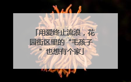用爱终止流浪，花园街区里的“毛孩子”也想有个家