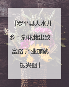罗平县大水井乡：菊花栽出致富路 产业铺就振兴图