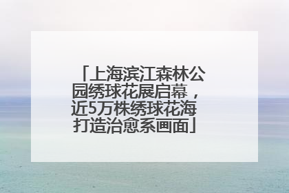 上海滨江森林公园绣球花展启幕，近5万株绣球花海打造治愈系画面
