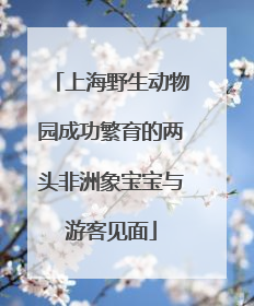上海野生动物园成功繁育的两头非洲象宝宝与游客见面