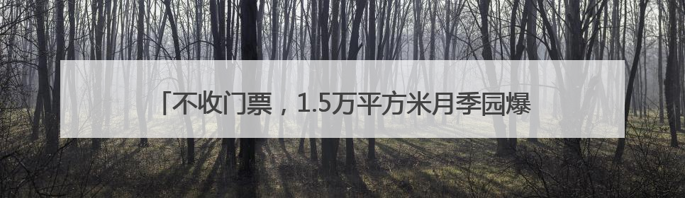 不收门票，1.5万平方米月季园爆火！一起去三好桥头看“龙凤呈祥”