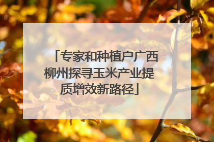 专家和种植户广西柳州探寻玉米产业提质增效新路径