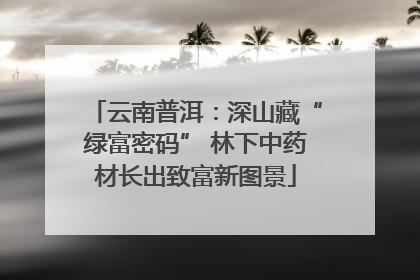 云南普洱：深山藏“绿富密码” 林下中药材长出致富新图景