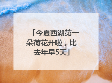 今夏西湖第一朵荷花开啦，比去年早5天