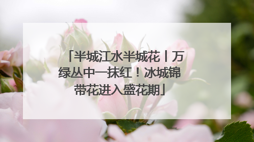 半城江水半城花丨万绿丛中一抹红！冰城锦带花进入盛花期