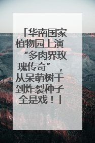 华南国家植物园上演“多肉界玫瑰传奇”，从呆萌树干到炸裂种子全是戏！