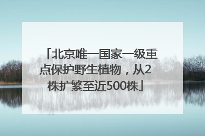 北京唯一国家一级重点保护野生植物，从2株扩繁至近500株