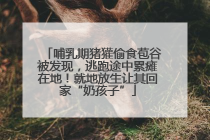 哺乳期猪獾偷食苞谷被发现，逃跑途中累瘫在地！就地放生让其回家“奶孩子”