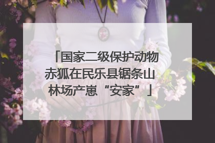 国家二级保护动物赤狐在民乐县锯条山林场产崽“安家”