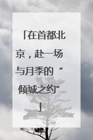 在首都北京，赴一场与月季的“倾城之约”