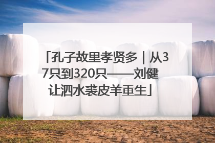 孔子故里孝贤多｜从37只到320只——刘健让泗水裘皮羊重生