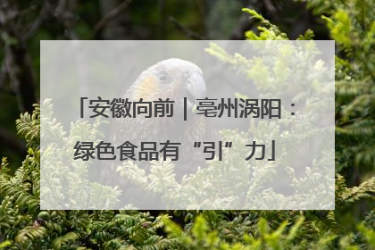 安徽向前｜亳州涡阳：绿色食品有“引”力