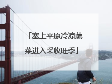 塞上平原冷凉蔬菜进入采收旺季