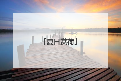 夏日赏荷