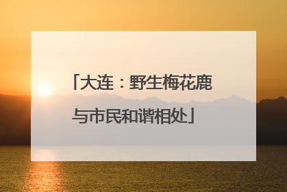 大连：野生梅花鹿与市民和谐相处