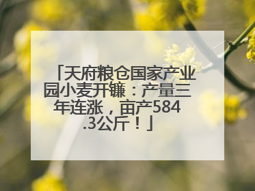 天府粮仓国家产业园小麦开镰：产量三年连涨，亩产584.3公斤！