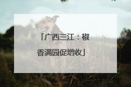 广西三江：椒香满园促增收
