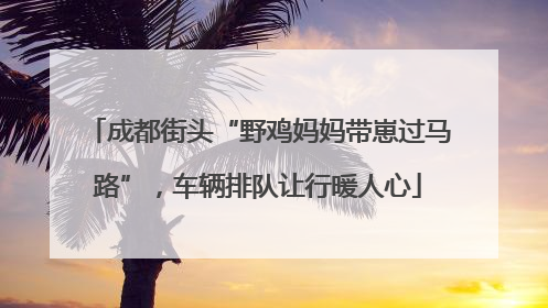 成都街头“野鸡妈妈带崽过马路”，车辆排队让行暖人心