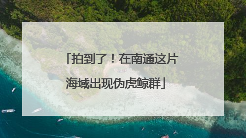 拍到了！在南通这片海域出现伪虎鲸群