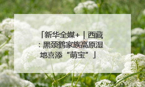 新华全媒+｜西藏：黑颈鹤家族高原湿地喜添“萌宝”