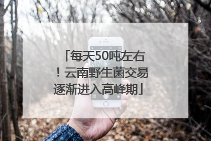 每天50吨左右！云南野生菌交易逐渐进入高峰期