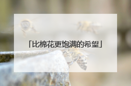 比棉花更饱满的希望