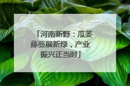 河南新野：瓜蒌藤蔓展新绿，产业振兴正当时