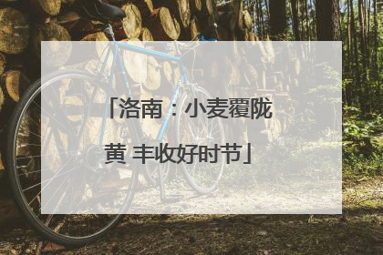 洛南：小麦覆陇黄 丰收好时节