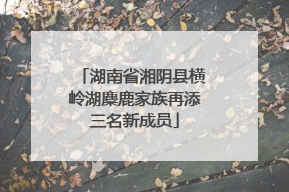 湖南省湘阴县横岭湖麋鹿家族再添三名新成员
