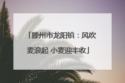 滕州市龙阳镇：风吹麦浪起 小麦迎丰收