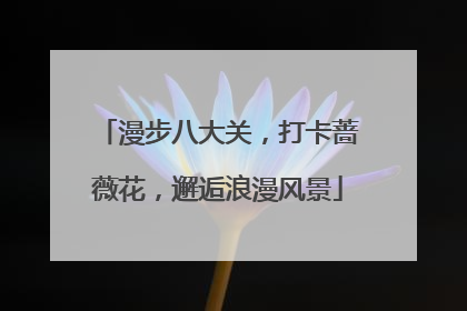 漫步八大关，打卡蔷薇花，邂逅浪漫风景