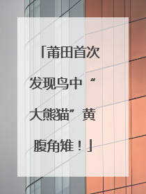 莆田首次发现鸟中“大熊猫”黄腹角雉！