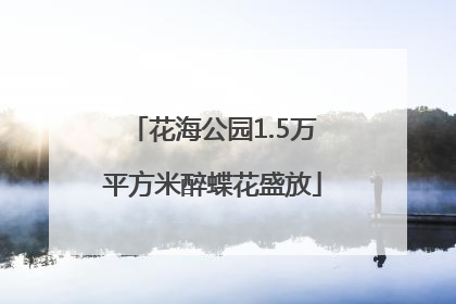 花海公园1.5万平方米醉蝶花盛放