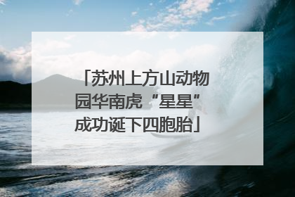 苏州上方山动物园华南虎“星星”成功诞下四胞胎