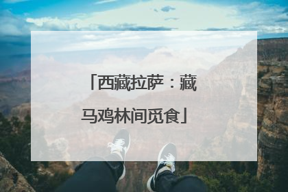 西藏拉萨：藏马鸡林间觅食
