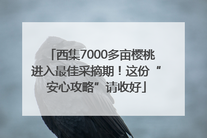西集7000多亩樱桃进入最佳采摘期！这份“安心攻略”请收好