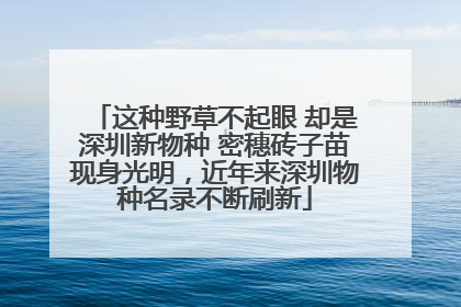 这种野草不起眼 却是深圳新物种 密穗砖子苗现身光明，近年来深圳物种名录不断刷新