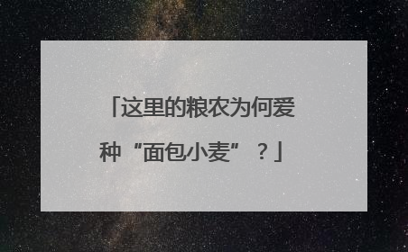 这里的粮农为何爱种“面包小麦”？
