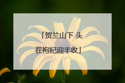 贺兰山下 头茬枸杞迎丰收