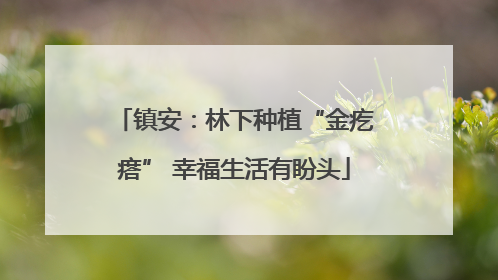 镇安：林下种植“金疙瘩” 幸福生活有盼头
