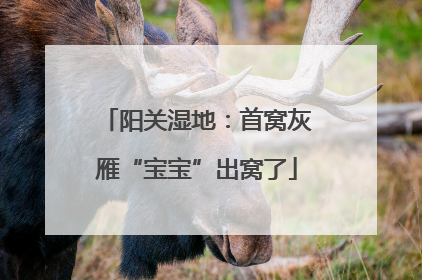 阳关湿地：首窝灰雁“宝宝”出窝了