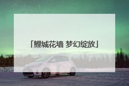 鲤城花墙 梦幻绽放