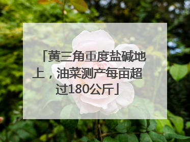 黄三角重度盐碱地上，油菜测产每亩超过180公斤