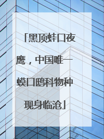 黑顶蛙口夜鹰，中国唯一蟆口鸱科物种现身临沧
